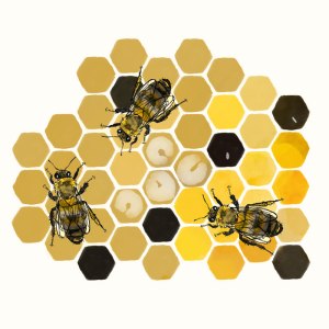 A comparison of three queen rearing techniques to improve sustainable small-scale beekeeping in the northeastern United States